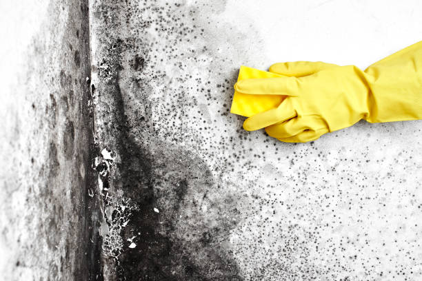 Best Mold Remediation for Schools in Tecumseh, MI