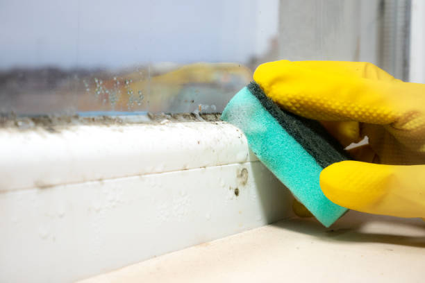 Best Emergency Mold Remediation in Tecumseh, MI