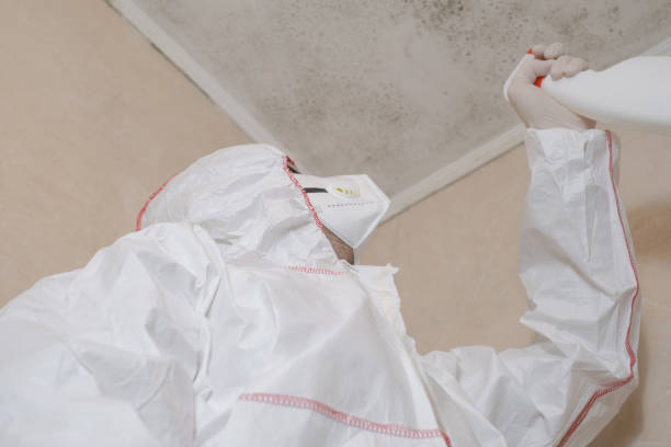 Best DIY Mold Remediation Support Services in Tecumseh, MI