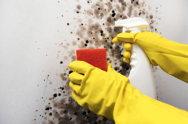 Best Insurance-Related Mold Remediation in Tecumseh, MI