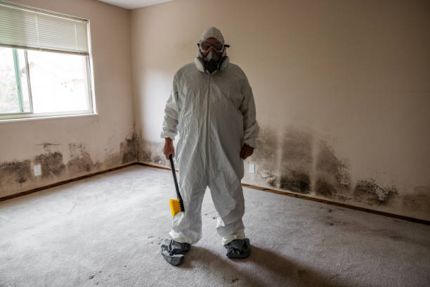 Best Localized Mold Remediation (e.g., coastal areas, humid climates) in Tecumseh, MI