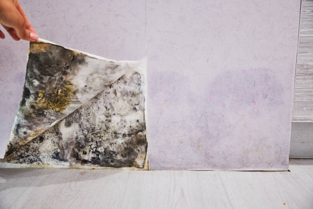 Best Basement Mold Remediation in Tecumseh, MI
